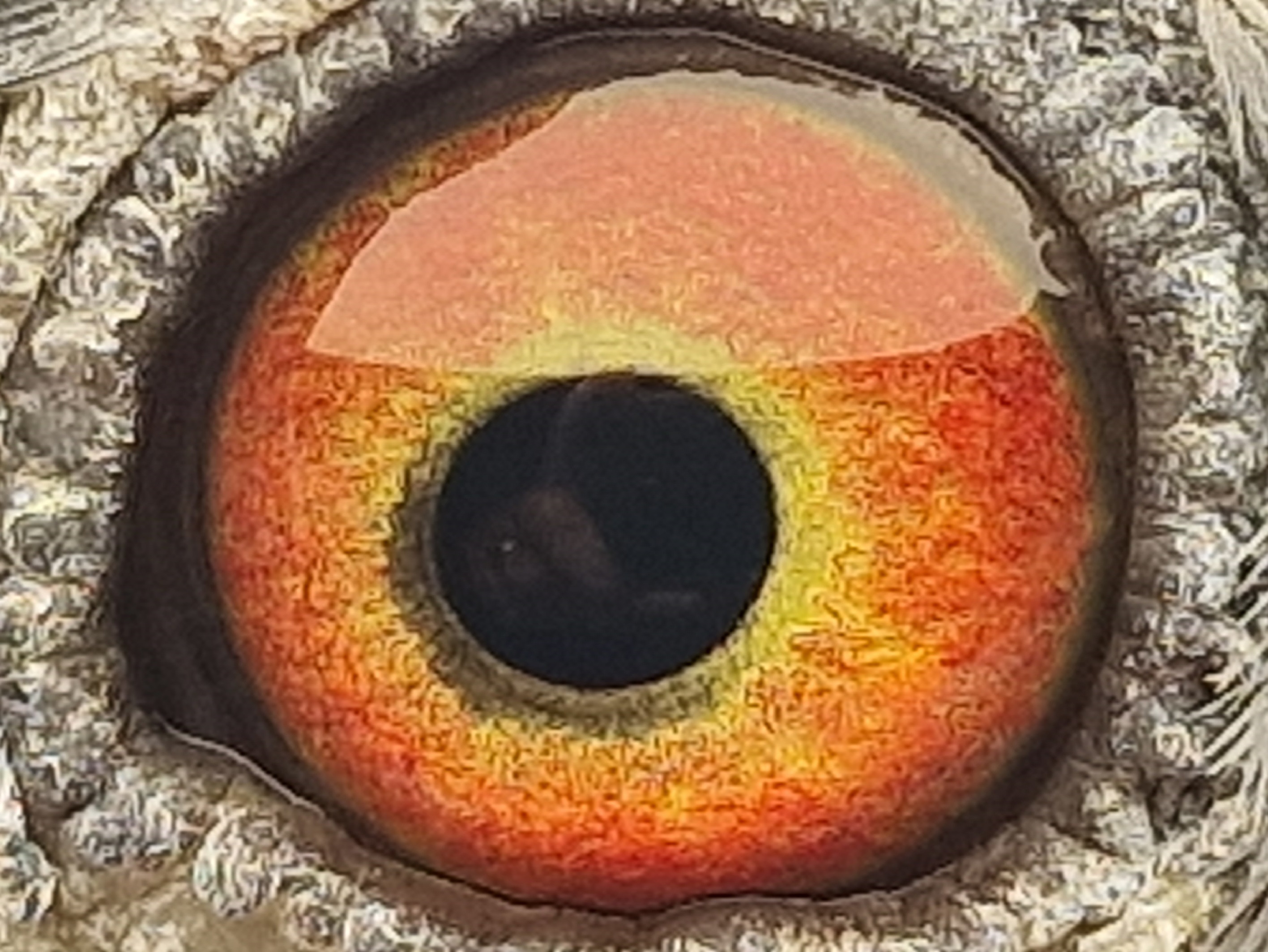 Pigeon eye